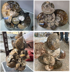 Ammonite Naturelle Fossile en Grappe, Échantillon Minéral Brut, Spécimen Petrifié à Vendre, Décoration Feng Shui pour la Maison - Product Image 1
