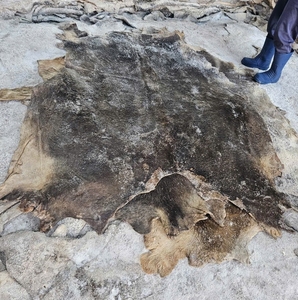Double Faced Wet Salted Cowhides and Buffalo Hides <b>Raw</b> <b>Skins</b> with Natural Texture for Authentic Leather Product Lines - Product Image 4