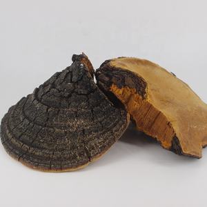 คุณภาพดี Phellinus Linteus <span class=keywords><strong>Sang</strong></span> <span class=keywords><strong>Hwang</strong></span> สารสกัดจากเห็ด/Phellinus Linteus - Product Image 2