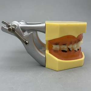 Tandheelkundig Model Voor Tandheelkundige Parodontale Pathologische Modelpraktijk Zachte Gingiva - Product Image 4