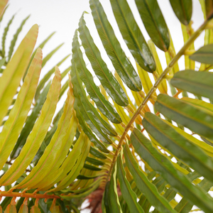 Pianta artificiale da 118cm con fronde <span class=keywords><strong>verdi</strong></span> sintetici durevoli e naturali per l'arredamento di interni - Product Image 4