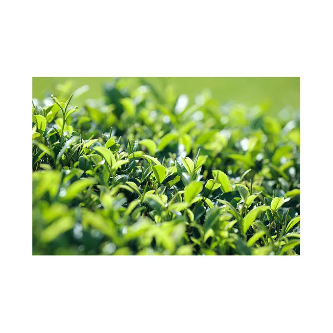 Safe delicious high quality bulk wholesale green japanese tea