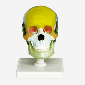 GelsonLab HSBM-061 didáctico modelo de cráneo en cervical de la columna vertebral a 4 - Product Image 2