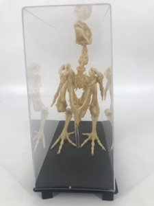 Mẫu xương gà - Product Image 5