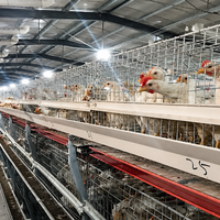 Nouvelle cage à poulets de chair en structure H, automatique, en acier galvanisé à chaud, multi-niveaux, équipement d'élevage avicole, grande structure commerciale