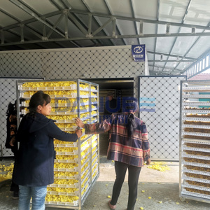 Horno de Secado de Crisantemos Económico, Deshumidificador para Crisantemos, Equipo de Procesamiento - Product Image 1