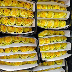 中国出口俄罗斯的黄玫瑰鲜切花，采用冷藏车温度控制，保持鲜花新鲜。 - Product Image 5