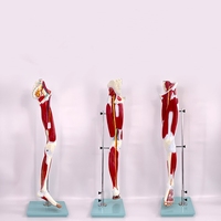 Modelo de Anatomía de Músculos, Vasos Sanguíneos y Nervios de Extremidades Superiores e Inferiores, Brazo y Pierna, Material PET para Escuelas y Hospitales