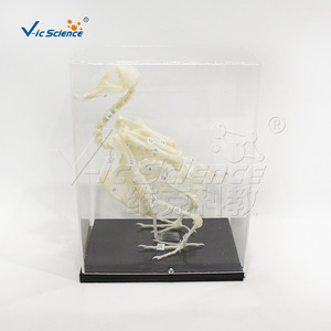VIC43109 Espécimen de esqueleto de pájaro, material didáctico de biología para escuelas primarias y secundarias - Product Image 1
