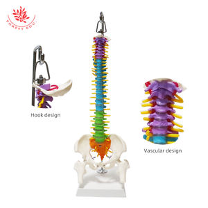Humanes Anatomisches Farb-Rückwirbelmodell FRT018 kleine flexible Wirbel zervikal Lendenwirbel Nerven Medizin Forschung - Product Image 6