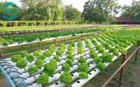 Nederlands Emmer Hydroponisch Systeem