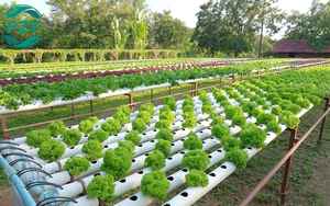 荷兰水桶水培系统 - Product Image 6