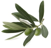 Extrait de feuille d'olivier à 20 % d'acide maslinique standardisé, soluble dans l'eau, en stock, pour mélanges botaniques complexes