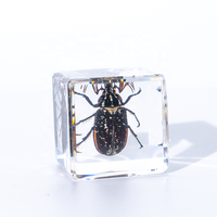 Presse-papiers en résine avec spécimens d'insectes divers conservés dans la résine, vrais insectes et plantes dans une collection d'insectes, jouets amusants pour collectionneurs d'insectes et d'animaux.