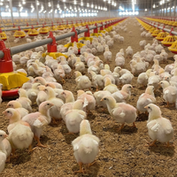 Système de plancher durable d'élevage de volailles pour poulets de chair
