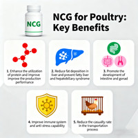 Additif alimentaire NCG (N-Carbamylglutamate) pour la croissance et la reproduction des poulets de chair et des poules pondeuses