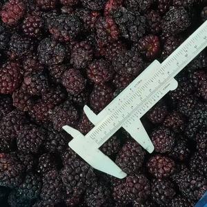 แบล็กเบอร์รี่แช่แข็ง100% บรรจุภัณฑ์จำนวนมากผลไม้แช่แข็ง - Product Image 4
