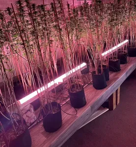 120W Under Canopy Grow Lights 2.8Umol/J 4ft Full Spectrum Under Canopy Led Grow Light For Greenhouse Indoor Farm 120 Watt