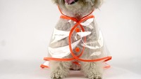 Imperméable pour animaux de compagnie à la mode pour chien veste imperméable et respirante vêtements de pluie imperméable réglable avec capuche chien en plein air marche