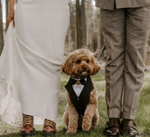 ملابس صيفية لطيفة وصديقة للبيئة للكلاب من Qiqu، بدلة زفاف قطنية مع ربطة عنق للكلاب من نوع الشيبير وهونداي والويتن - Product Image 1