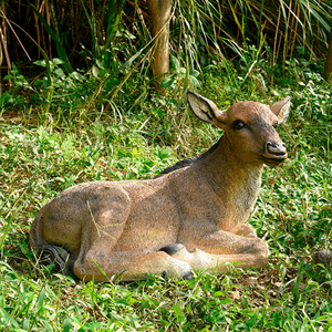 Escultura de Animales de Resina para Decoración de Jardín y Parque al Aire Libre, Estatua de Ganso Realista de Tamaño Natural en Fibra de Vidrio - Product Image 6