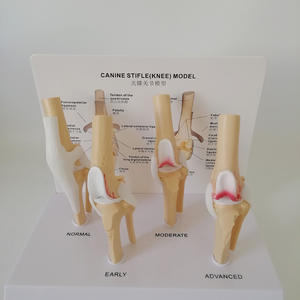 Canine l'articulation du genou modèle - Product Image 4