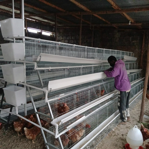 Jaulas para gallinas ponedoras de 3/4 niveles, 96-128 aves, jaula de batería galvanizada en caliente para gallinas ponedoras, equipo para granjas avícolas - Product Image 5