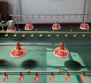 Venta caliente de calidad de diseño de Casa de pollo comedero Pan y bebedero de pezón para la Agricultura de pollos de engorde - Product Image 3