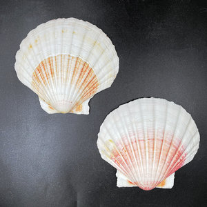 Coquilles de pétoncles colorées coquilles de mer naturelles coquilles de pétoncles crues pour la cuisson bricolage artisanat <span class=keywords><strong>plage</strong></span> décor de fête de mariage - Product Image 5