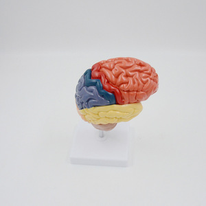 1:1 Scale Human <strong>Right</strong> Hemisphere <strong>Brain</strong> Model | Color - Coded <strong>Functional</strong> Areas Anatomical Model - Product Image 4