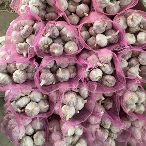 购买中国新作物新鲜白蒜从冷库，5千克/网袋，5.0厘米 - Product Image 4