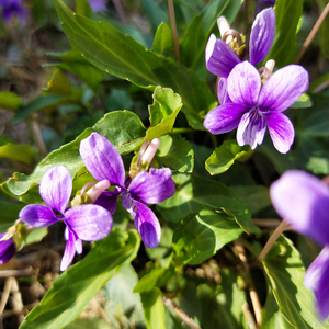 <span class=keywords><strong>Zi</strong></span> hua <span class=keywords><strong>di</strong></span> ding plantes entières séchées brutes herbe vivace PAS extrait naturel HERBA VIOLA à vendre - Product Image 4