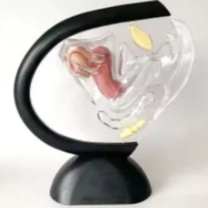 Modelo anatómico de anticonceptivo pélvico femenino F100, Material de papel de PVC, marca Chinon de alta calidad estándar para ciencia médica - Product Image 1