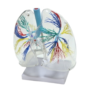 Modèle anatomique avancé et transparent du poumon humain pour la science médicale - Product Image 6