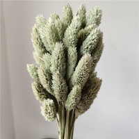Herbe de Phalaris séchée véritable pour arrangements floraux et la fabrication de bouquets de mariage, pour la décoration intérieure et les cérémonies de remise de diplômes
