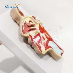 Modèle avancé des vaisseaux sanguins et des nerfs sur la surface médiale de la bouche, du nez et du pharynx ; un matériel pédagogique pour la salle de classe - Product Image 2