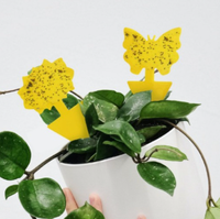 Pièges collants jaunes de forme irrégulière non toxiques et pièges collants pour plantes d'intérieur Piège à colle autocollant jaune