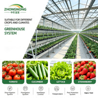 Serre tunnel commerciale en polyéthylène avec structure en acier galvanisé et film plastique pour la culture de tomates, légumes et fraises