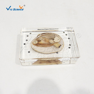 Spécimen anatomique transparent recouvert de résine d'un moule marin, avec des structures internes viscérales clairement définies ; laboratoire - Product Image 4