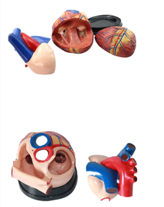 Equipo de enseñanza médica Corazón Modelo anatómico Etiqueta digital Modelo de órgano de Cardiología Modelo de corazón grande natural humano t - Product Image 6
