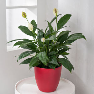 Decoración <span class=keywords><strong>mini</strong></span> macetas suculentas a granel de alta calidad de lujo auto riego macetas para exteriores - Product Image 3