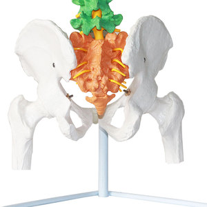 Modelo Didáctico de Columna Vertebral Humana de 85 cm con Nervios, Arterias y Pelvis, Modelo de Columna Vertebral para Enseñanza de Anatomía Humana - Product Image 5