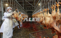 Ligne de production d'abattage de poulet, abattoir automatique de volailles, ligne de processus d'abattage