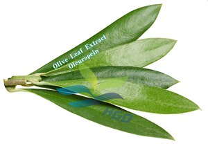 Approvisionnement direct d'usine HGO d'extrait de feuille d'olivier naturel pur (qualité alimentaire) oleuropéine 48% (extrait standardisé) - Product Image 2