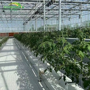 Low <strong>Cost</strong> Multi- Span Multi <strong>Tunnels</strong> Agricultural Green House Steel Frame Tropical PE Film Greenhouses Complete Set Plant Tomato - Product Image 4