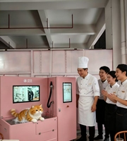 Machine à laver pour animaux de compagnie personnalisée, multifonction, pour chiens et chats, nettoyeur de toilettage