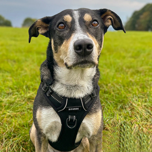 Rompi anjing reflektif tanpa tarik, tali anjing tugas berat dapat disesuaikan, bantalan lembut pelatihan <span class=keywords><strong>Harness</strong></span> Neoprene - Product Image 4