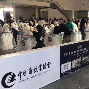 Maniquí de <span class=keywords><strong>caniche</strong></span> de perro de plástico de cuerpo completo <span class=keywords><strong>para</strong></span> exhibición escolar de mascotas y práctica de aseo juguete educativo modelo de perro - Product Image 4