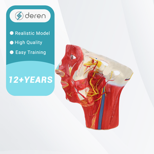 Modelo de Agrandamiento de Arterias y Venas de la Cabeza Humana, Herramienta de Enseñanza Anatómica Médica para la Ciencia de los Meridianos de la Cabeza - Product Image 5
