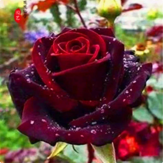 3# 200 เม็ด ดาร์กเมจิก